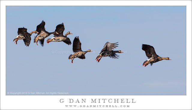 White-Fronted Geese in Flight