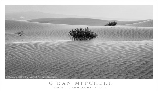 Creosote Plants, Morning Dunes