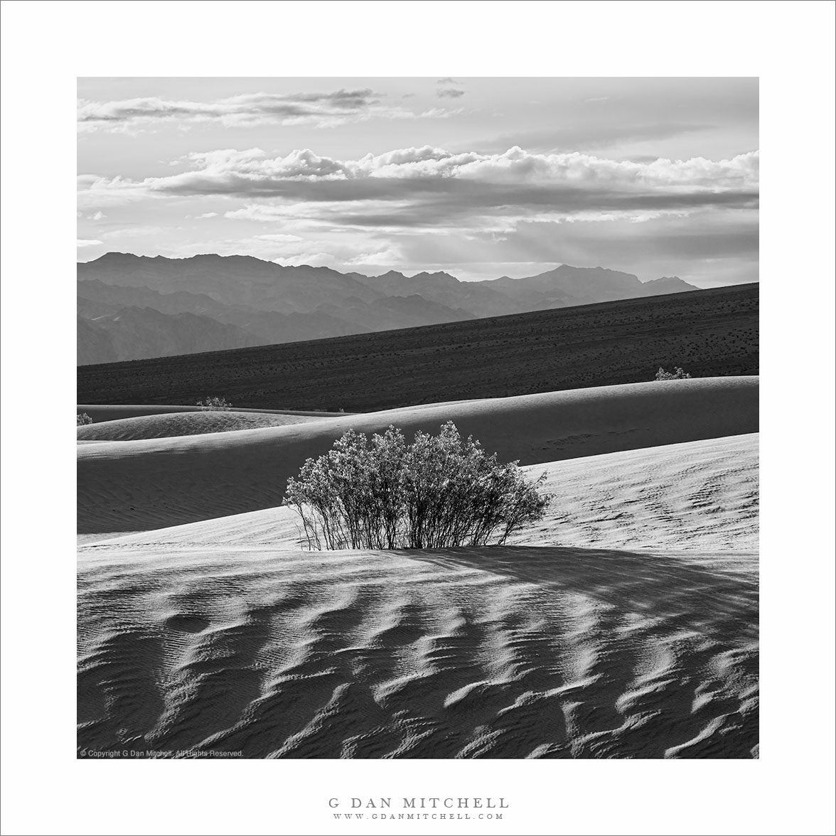 Creosote Bush, Dunes, Morning