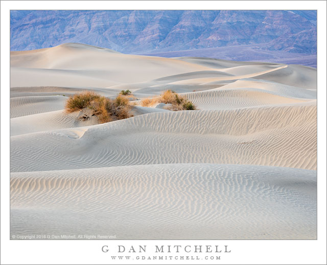 Dunes, Plants, Evening