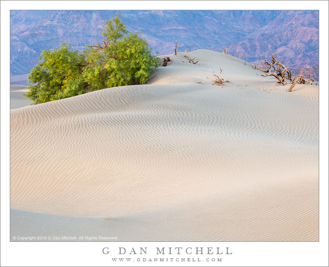 Dunes, Evening