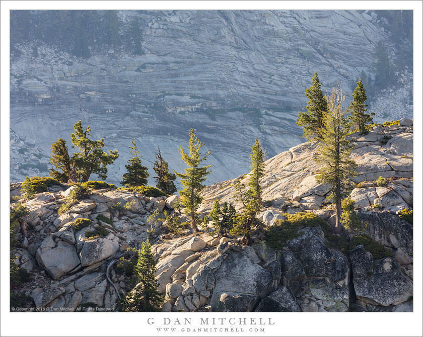 Trees, Ridge, Morning Haze