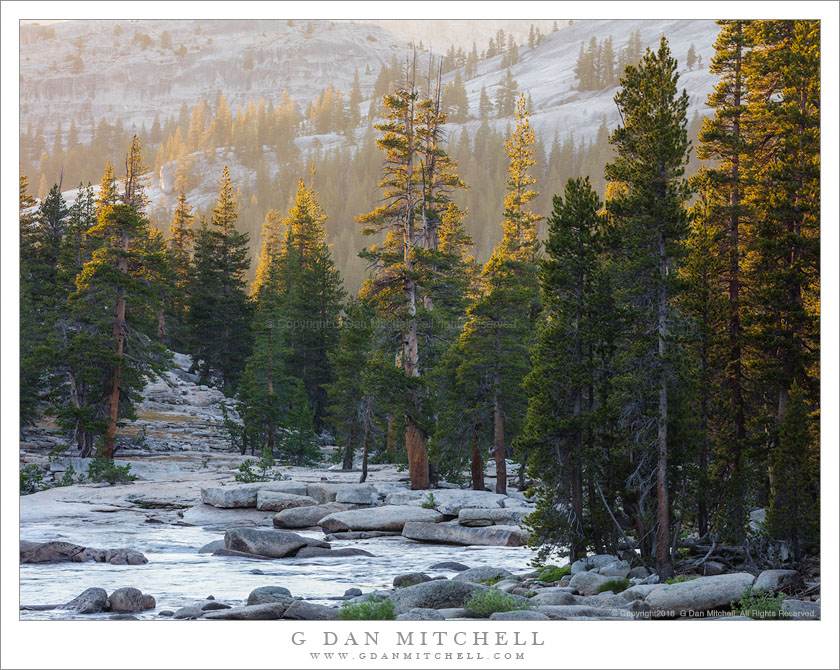 Tuolumne River, Forest, Evening