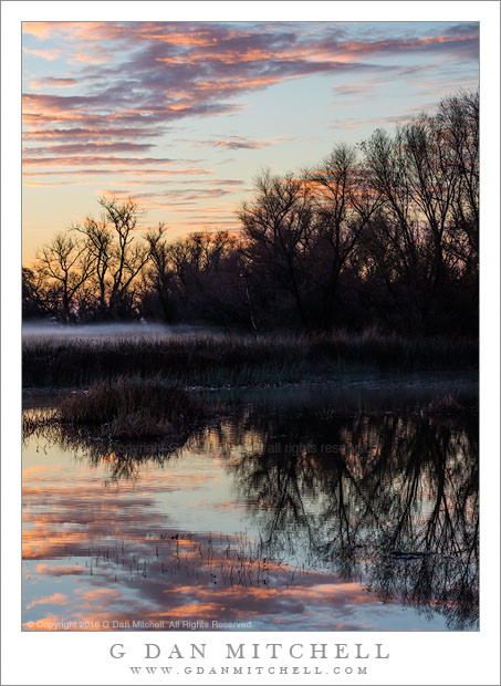 Wetland Dawn, Trees