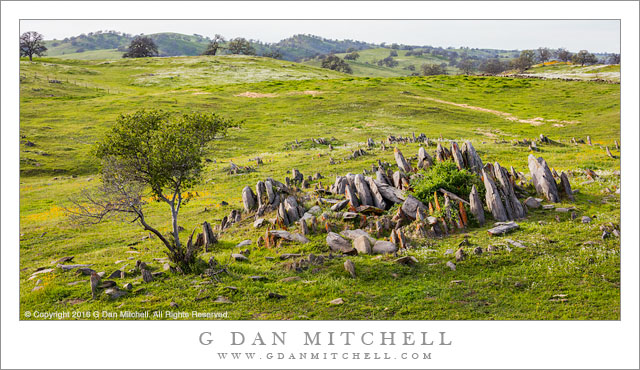 Wildflowers, Rocks, and Grass