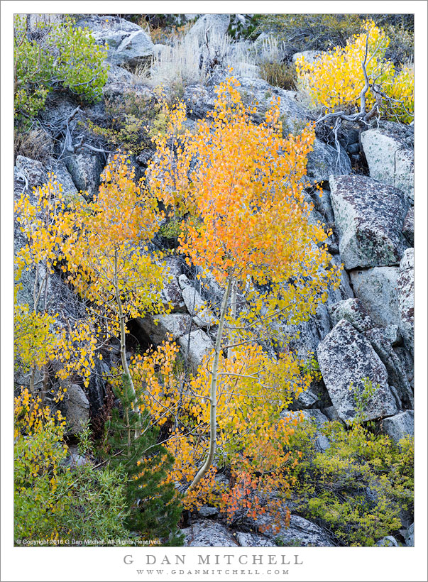 Small Aspens, Boulders