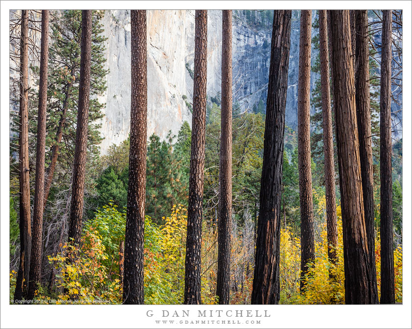 Burned Forest, Autumn Color