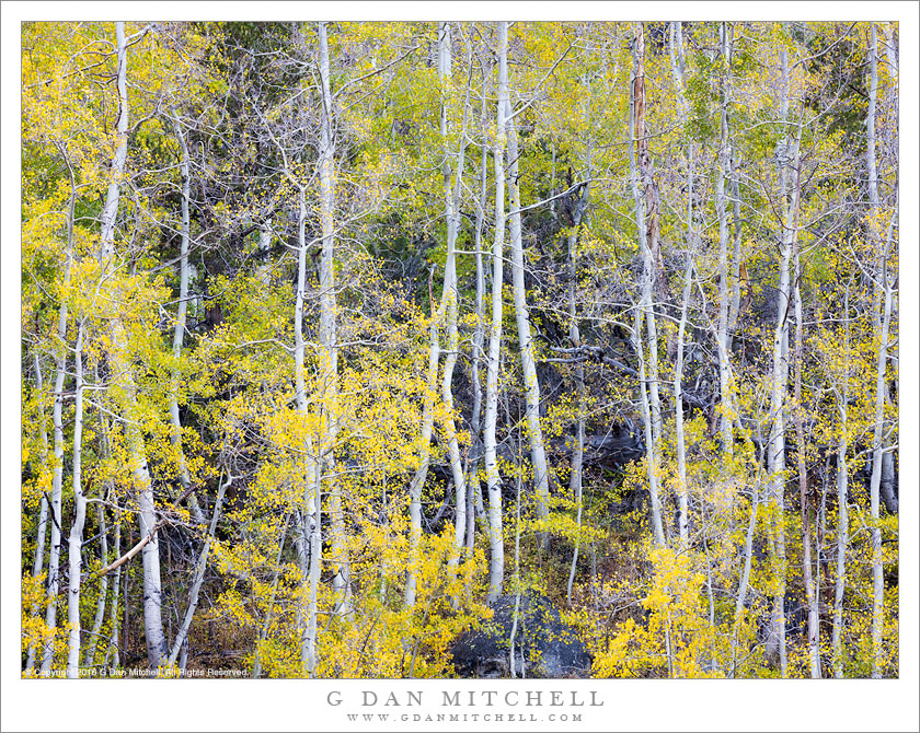 Slender Aspens