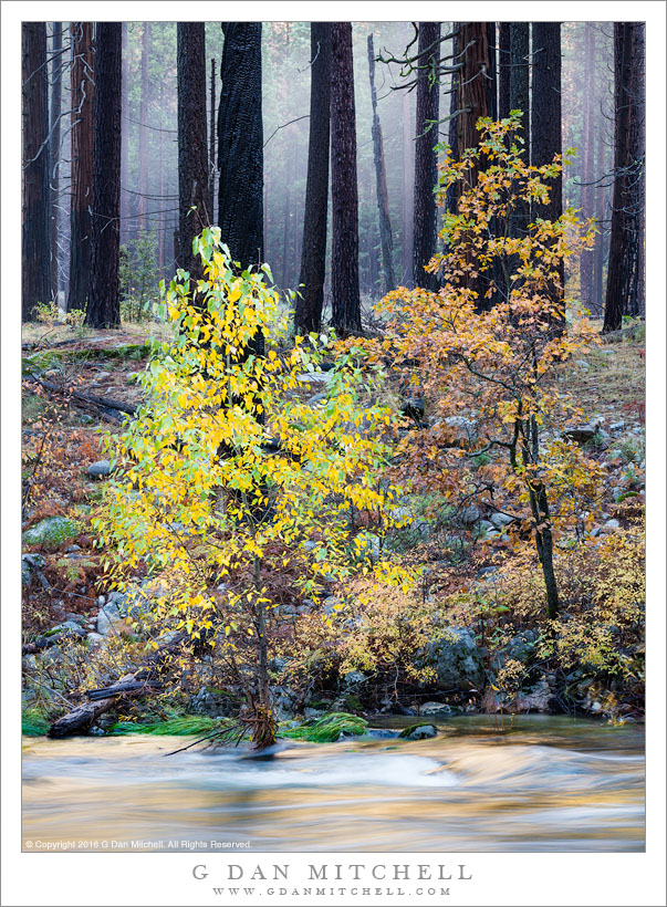 G Dan Mitchell Photograph Two Trees River Fog — Yosemite G Dan Mitchell Photography 