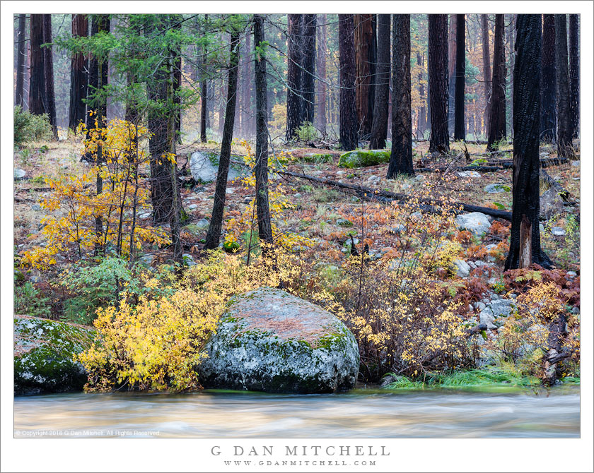 River Bank, Fall Foliage