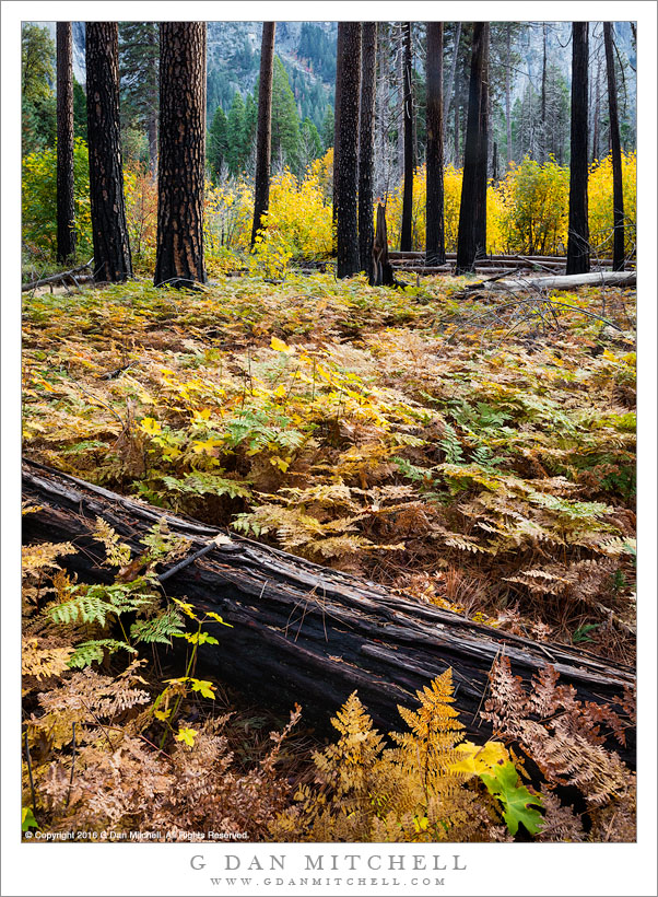 Forest and Ferns