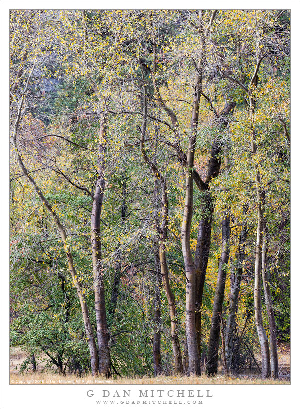 River Bank Foliage