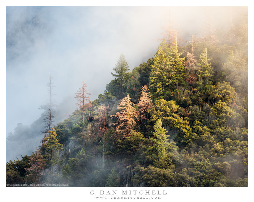 Trees and Clouds, Yosemite