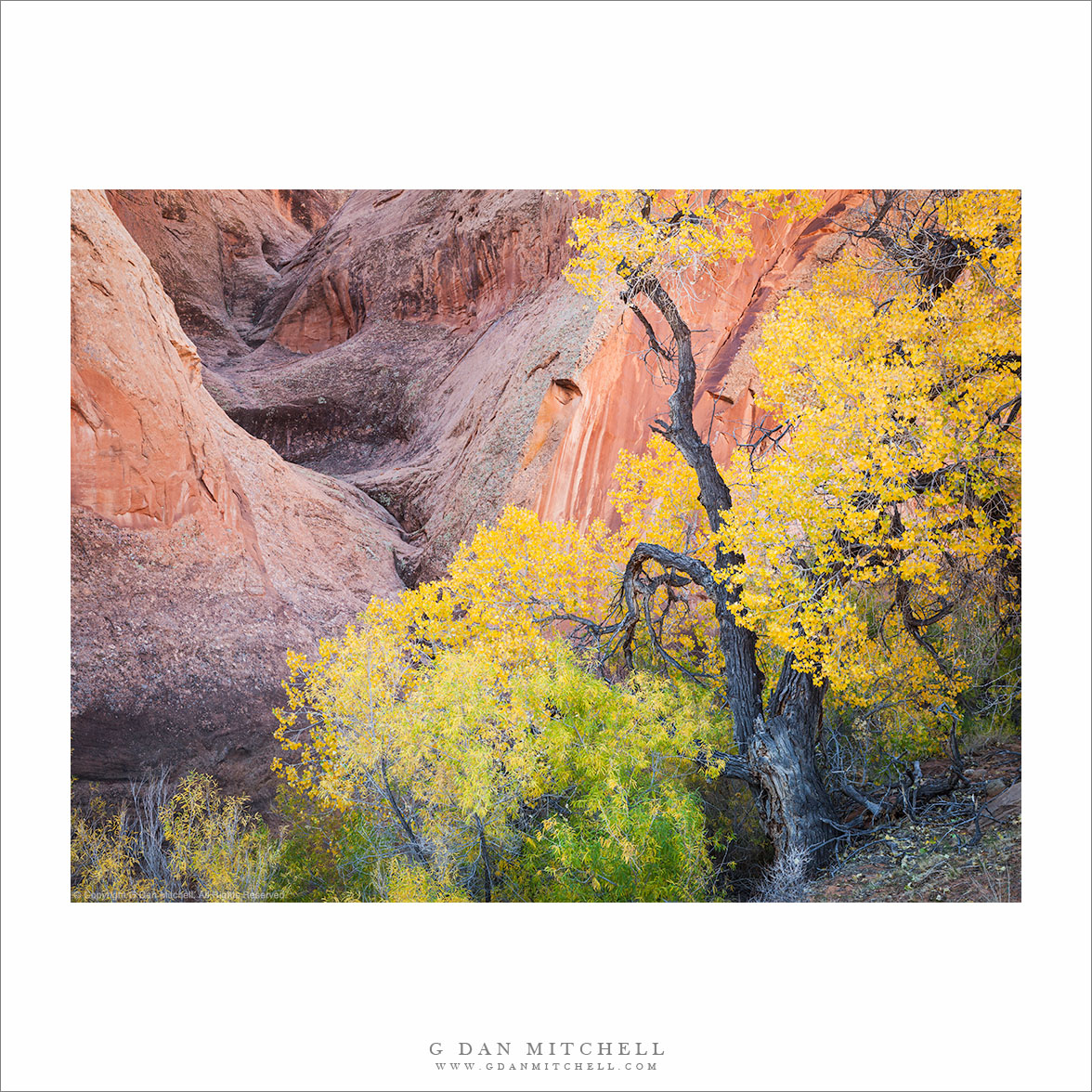 Large Cottonwood Tree, Side Canyon