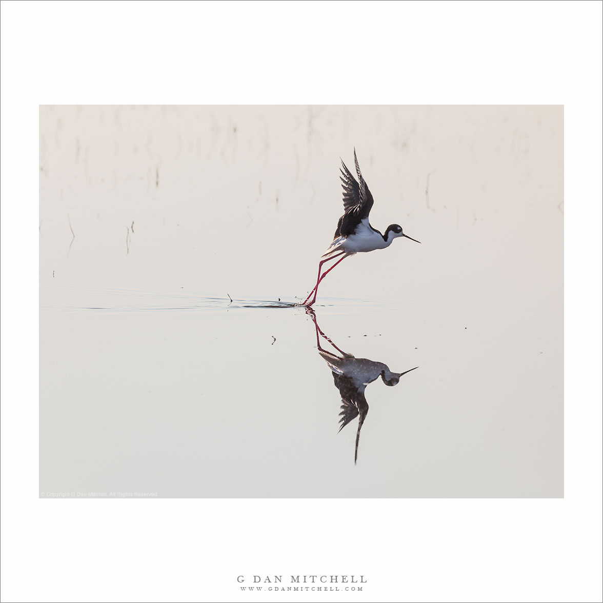 Black-necked Stilt Taking Flight