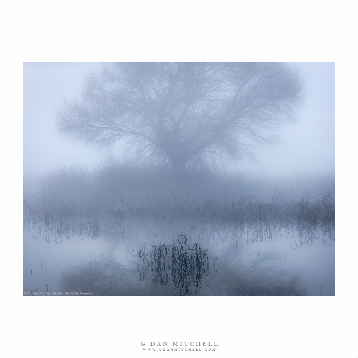 Fog, Tree, And Pond