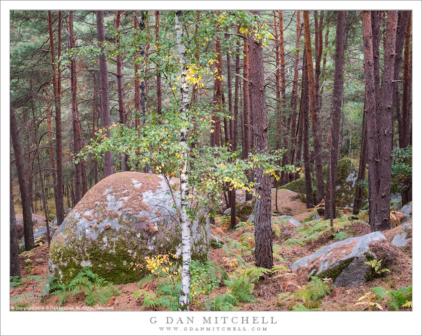 G Dan Mitchell Photograph: Fall Color, Birch Tree | G Dan Mitchell
