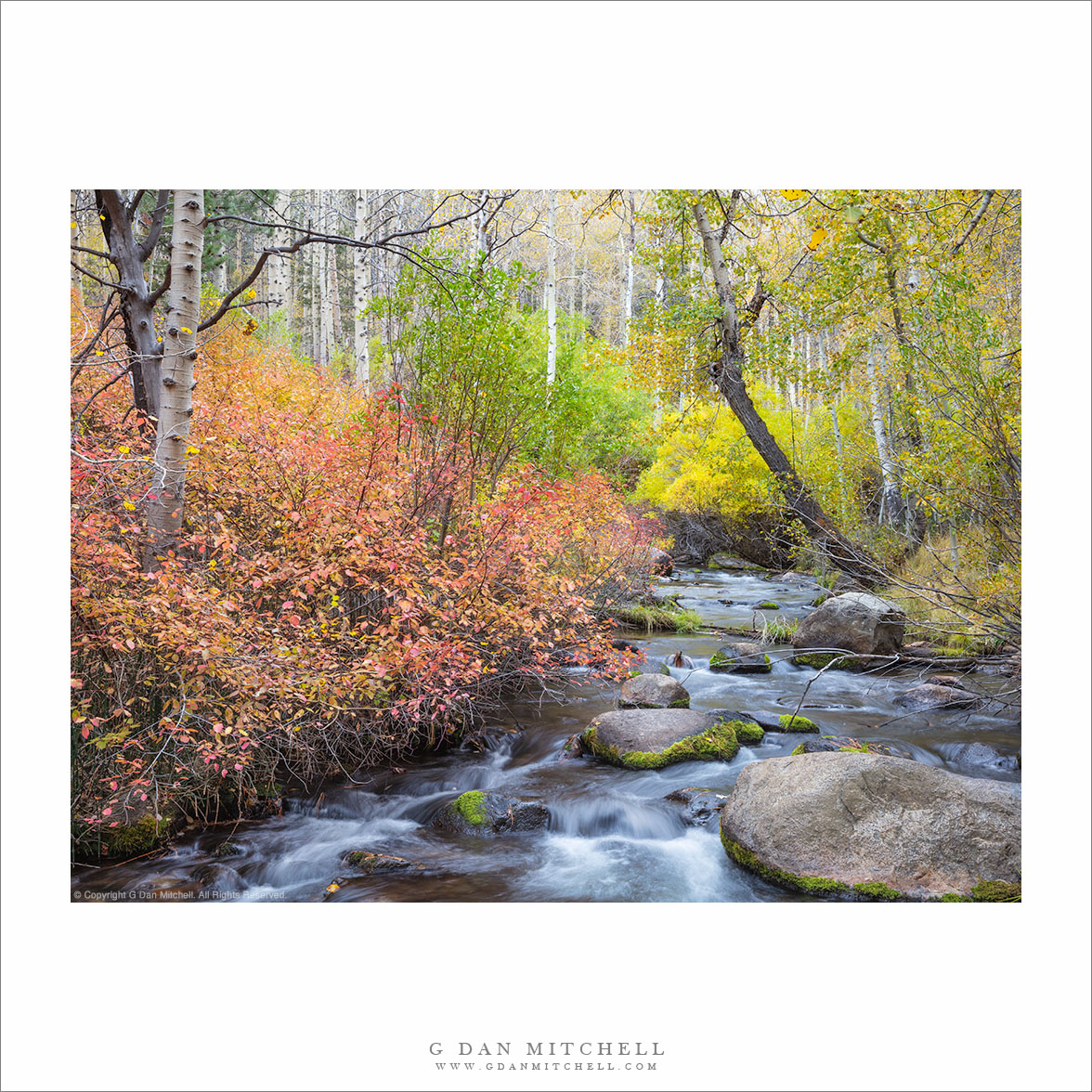 Eastern Sierra Stream, Autumn