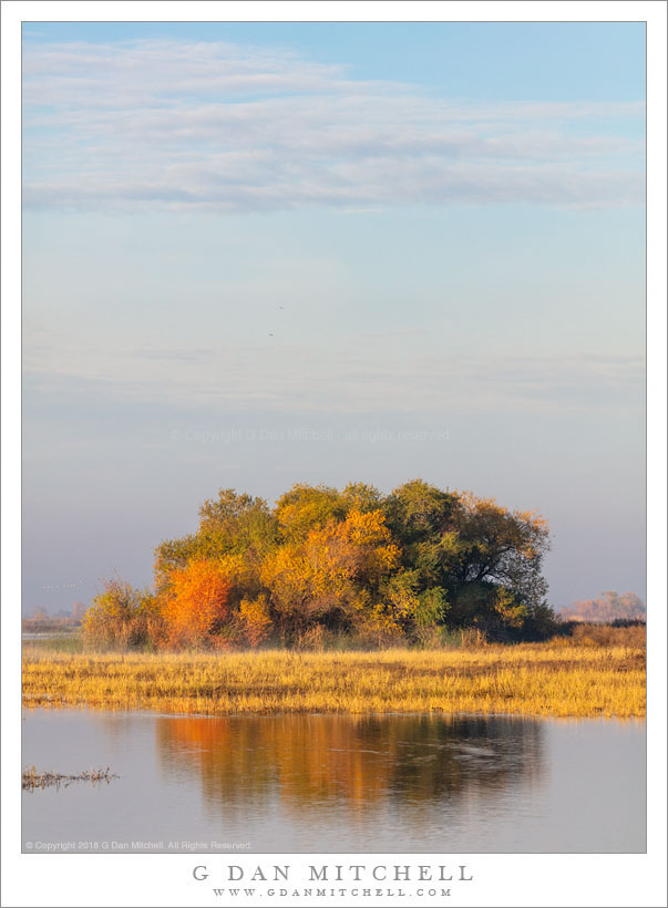 Autumn Foliage, Wetlands