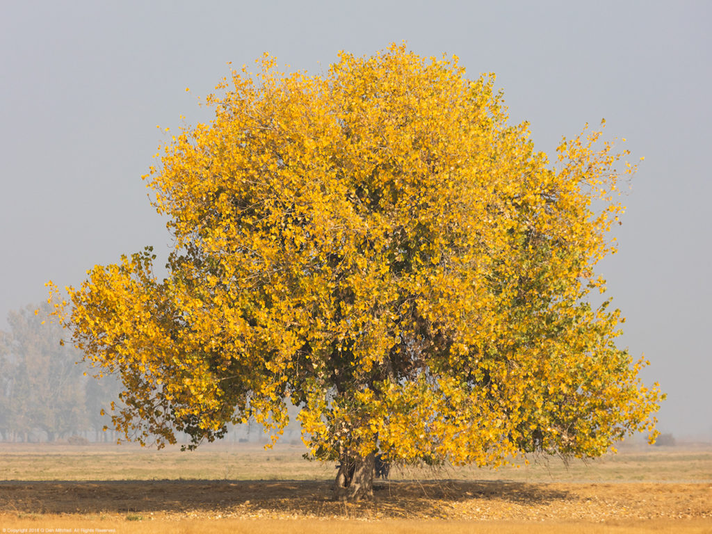 Autumn Tree, In The Light