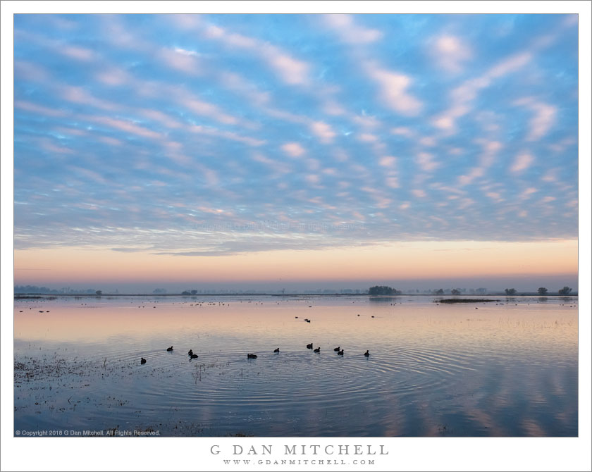 Coots, Pond, Autumn Sky