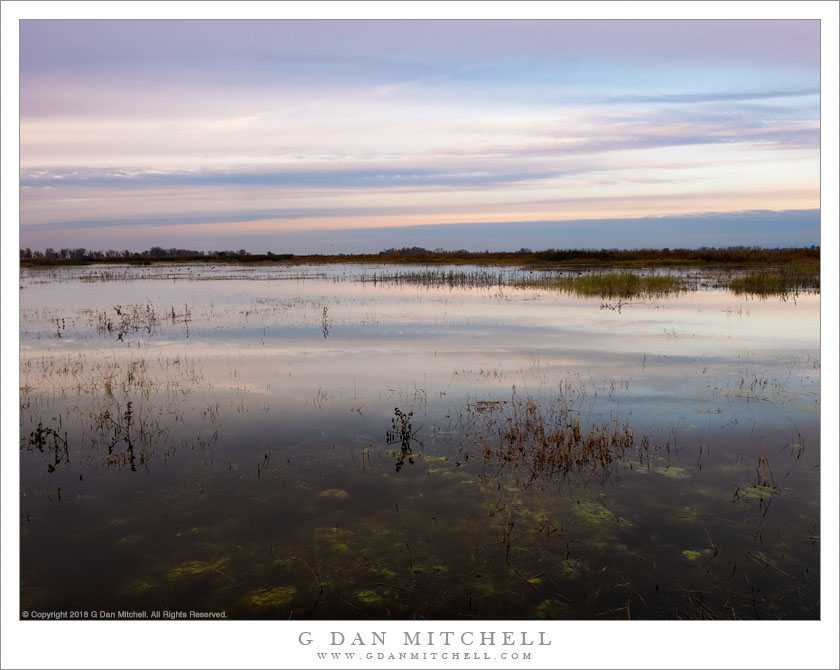 Wetland Evening Reflections