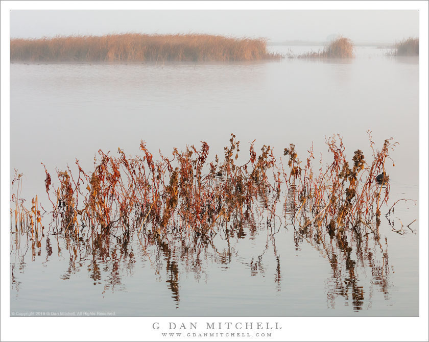 Pond, Clearing Fog, Morning Light