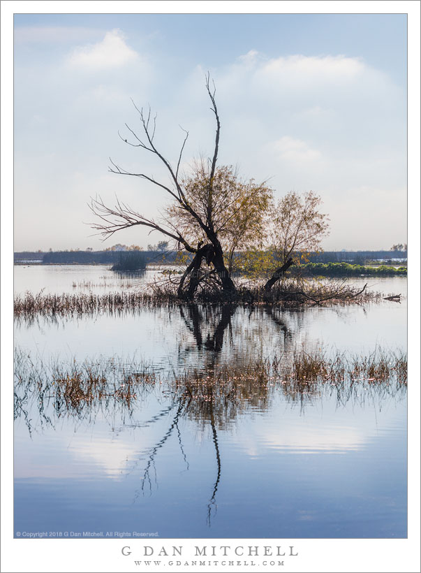 Snag, Pond, Clearing Fog