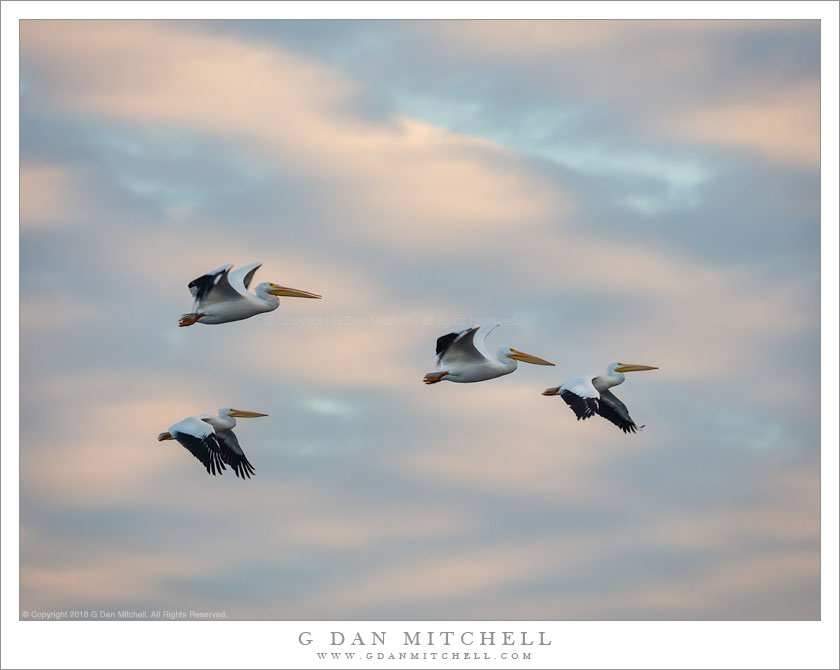 White Pelicans, Clouds