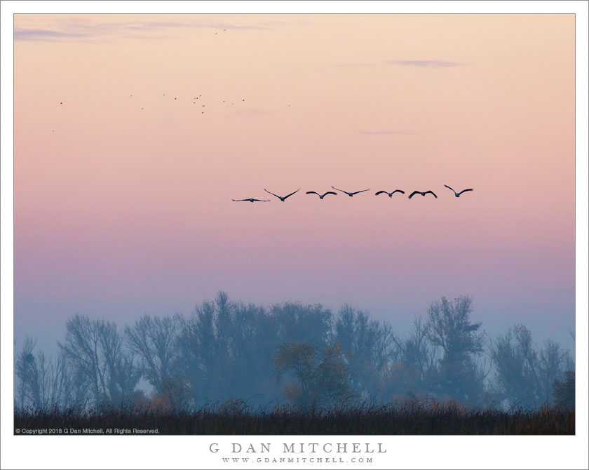 Approaching Cranes, Dawn Fog