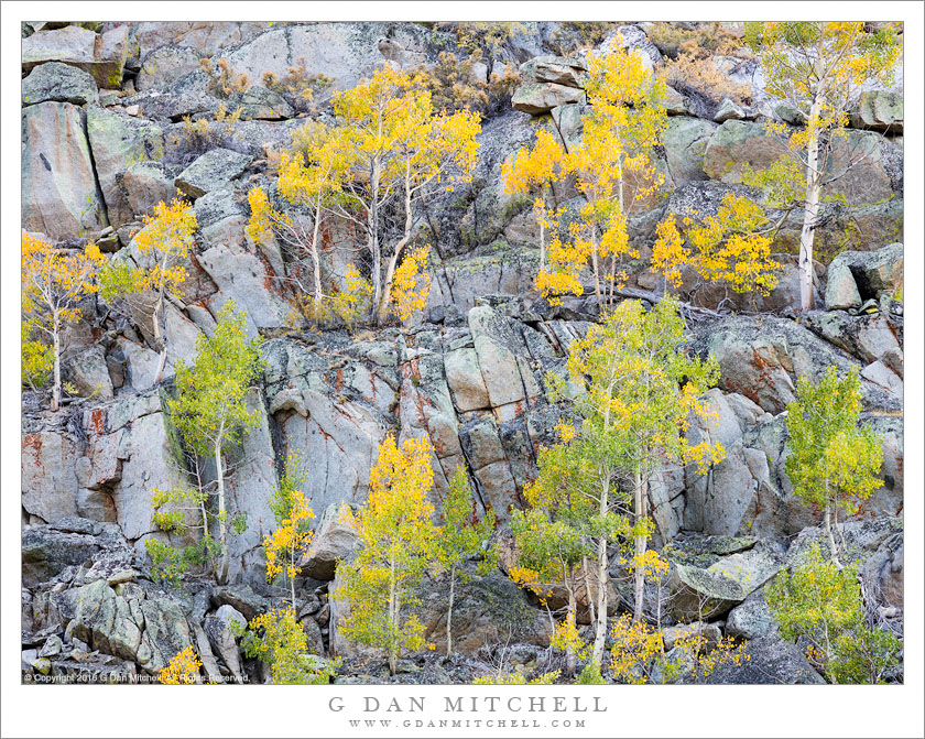 Autumn Aspens, Cliff