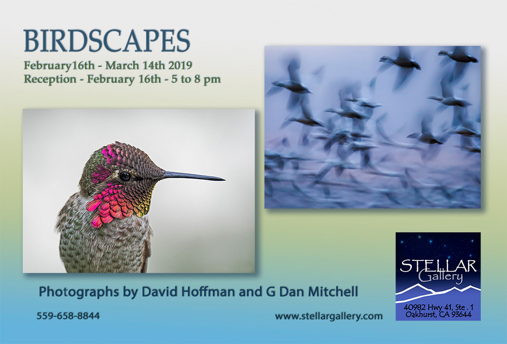 Birdscapes — David Hoffman and G Dan Mitchell