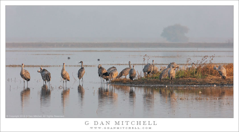 Cranes, Fog, Island