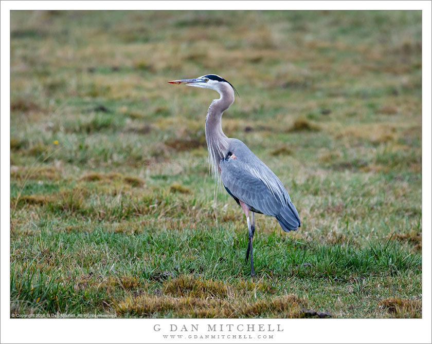 Great Blue Heron