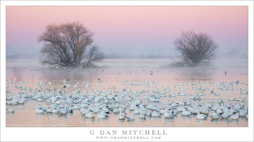 Geese, Pond, Dawn Sky