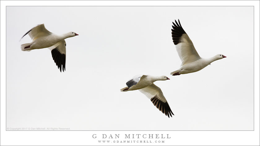 Three Ross's Geese In Flight