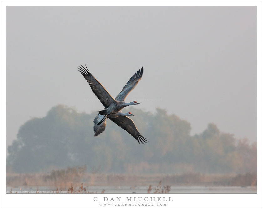 Two Sandhill Cranes In Flight