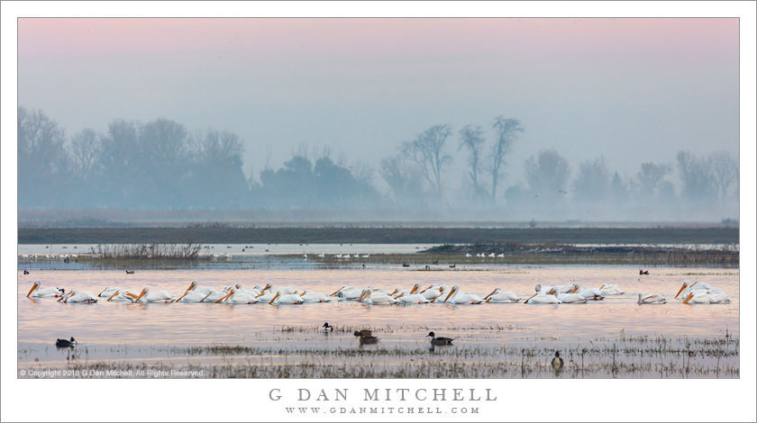 White Pelicans, Pond