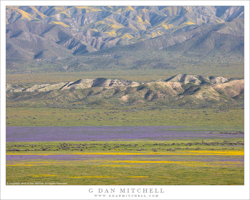 Spring Bloom, Temblor Range