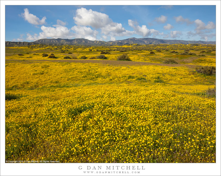 Spring Wildflowers