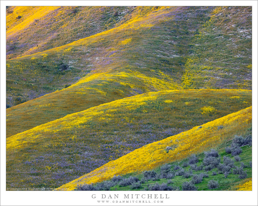 Spring Wildflowers, Temblor Range