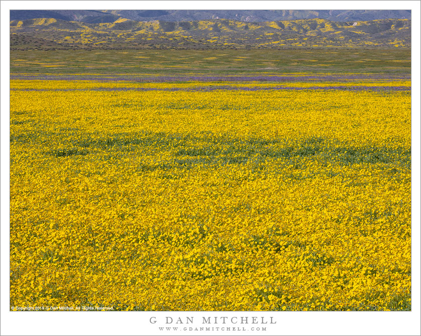 Wildflower Fields, Carrizo Plain