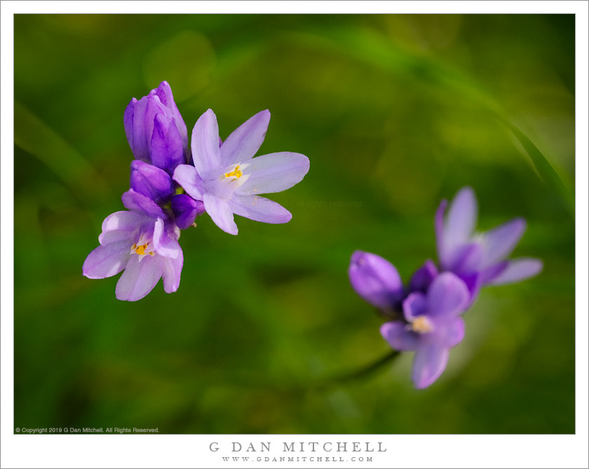 Blue Dicks, Spring Foliage