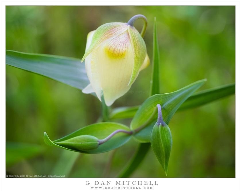 Chinese Lantern Flower And Buds