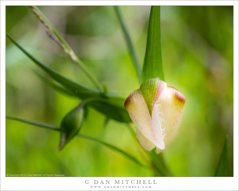 Chinese Lantern, Spring Green