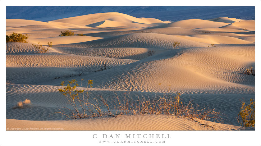 Dunes At Dawn