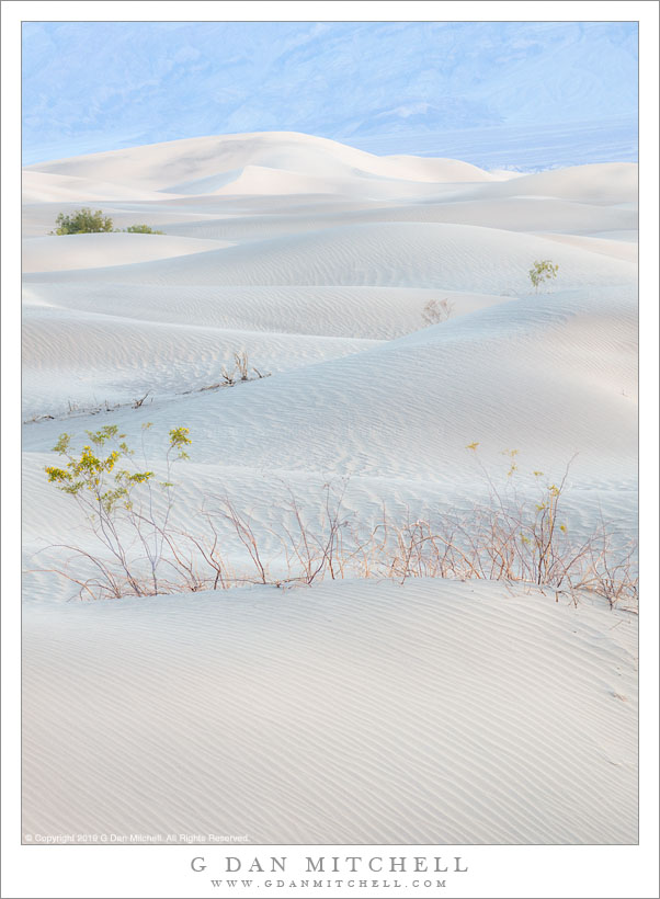 Creosote Bushes, Dunes