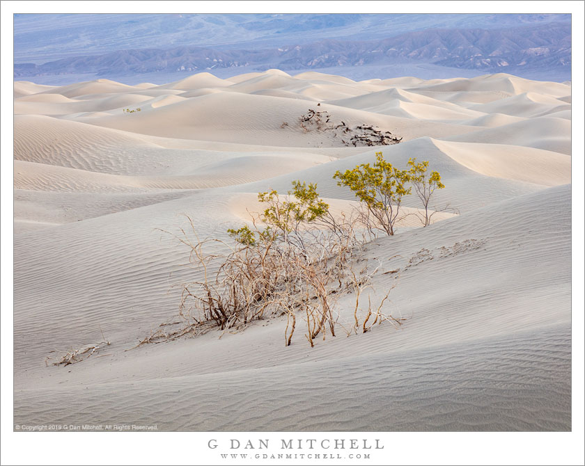 First Light, Dunes and Creosote