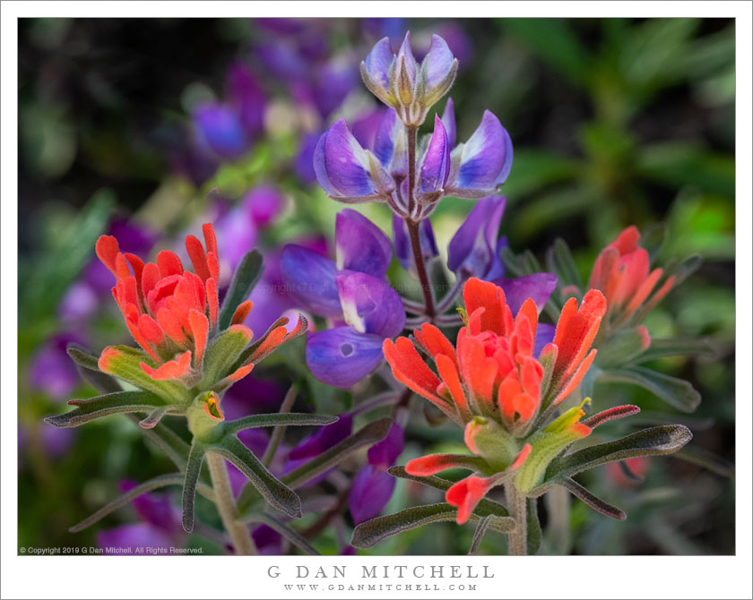 The flowers of lupine and paintbrush plants, Pinnacles National Park