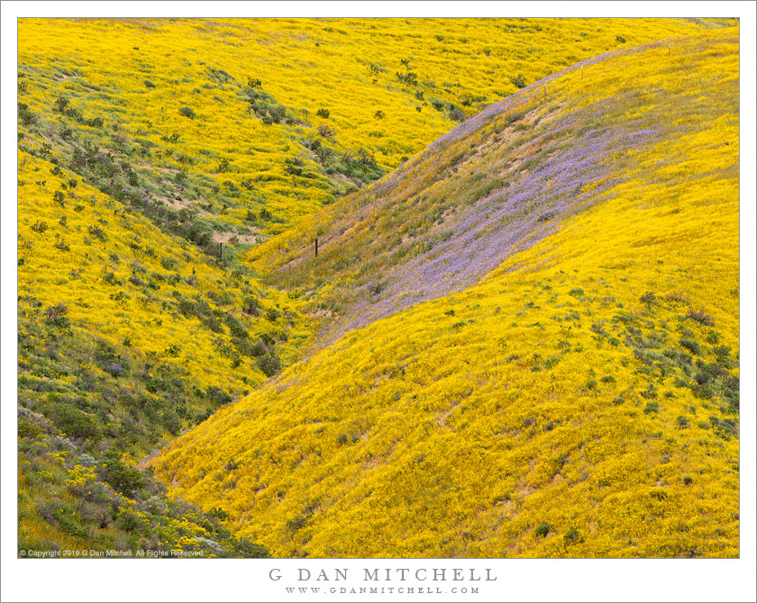 Wildflower-Covered Hills